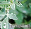Logo Bestattung Hugo Flossmann GmbH