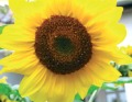 Logo Blumen Weiss