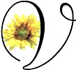 Logo Vital Studio - Barbara Fried