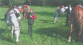 1. Bild / Reitschule Walter Fribl