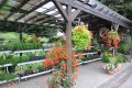 1. Bild / Oliva Blumen