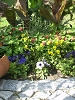 3. Bild / Gartengestaltung & Baumpflege  Inh. Johann & Marcel Kreitl