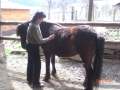 2. Bild / Tierarzt Dr. Susanne Pink-Slamanig  Kleintier- und Pferdepraxis