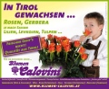 1. Bild / Blumen Calovini  Inh. Karin Calovini