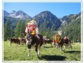 2. Bild / Alpengasthof  Gern Alm