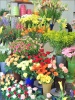 2. Bild / Blumen B + S KG   Biedner & Staraveci