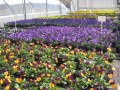 2. Bild / Blumen Seeber