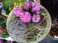 1. Bild / Blumen Hasenhütl