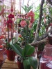 1. Bild / Blumen Renat - Köberl