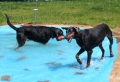 1. Bild / Tierhotel Roberts Farm  Inh. Robert Sykes jun.