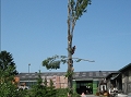 1. Bild / Gartengestaltung & Baumpflege  Inh. Johann & Marcel Kreitl