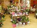 1. Bild / Blumen kreativ  Elke Wusits