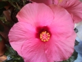2. Bild / Blumen Weiss