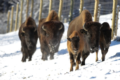 2. Bild / Tatanka Bisonzucht
