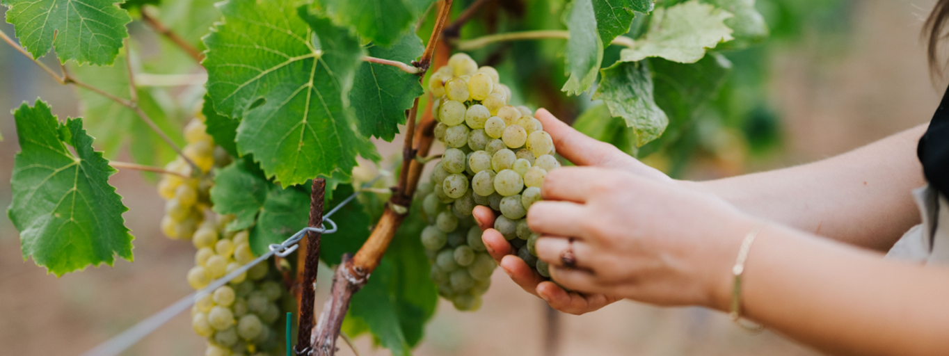 Präsentationsansicht der Firma Weingut Seidl Thomas und Nadine