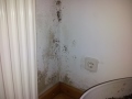 1. Bild / BUGKEL Ges.m.b.H.  Malerei - Anstrich