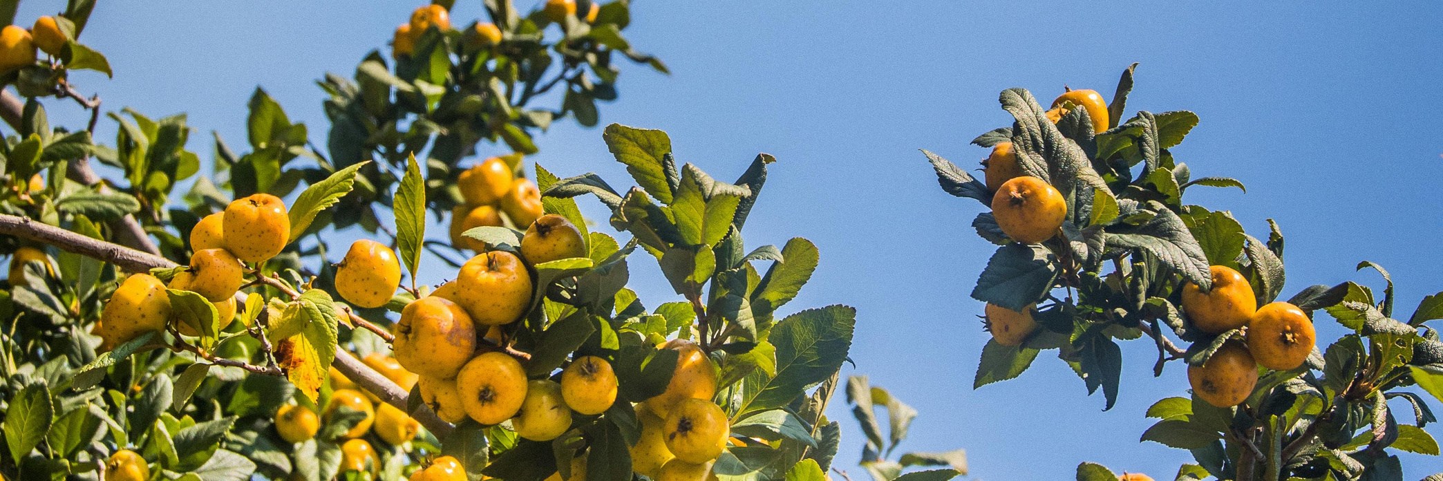 Präsentationsansicht der Firma Baumwohl Tirol 
Inh. Andreas Margreiter