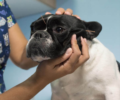 1. Bild / Tierarztpraxis für Akupunktur und Chiropraktik  Mag. med.vet. Fischer Andrea