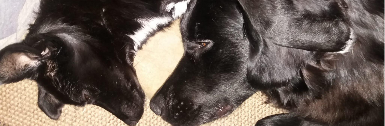 Präsentationsansicht der Firma Yin und Yang Energetik