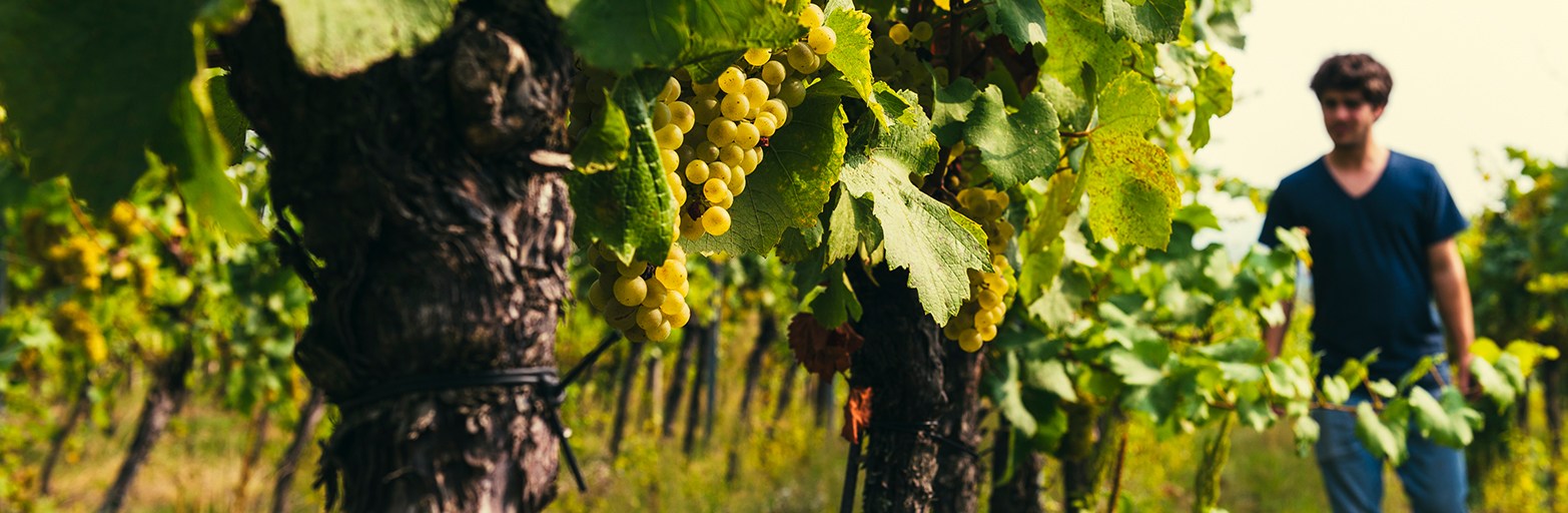 Präsentationsansicht der Firma Weingut Nehrer KG