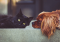 3. Bild / Cat's & Dog's Tiernahrungs-Boutique