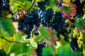 3. Bild / Weingut-Kellerei Wieser Ges.b.R.