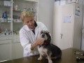 2. Bild / Tierarztpraxis Dr. Constanze Zach Dr. Ingrid Brunner-Hochleitner