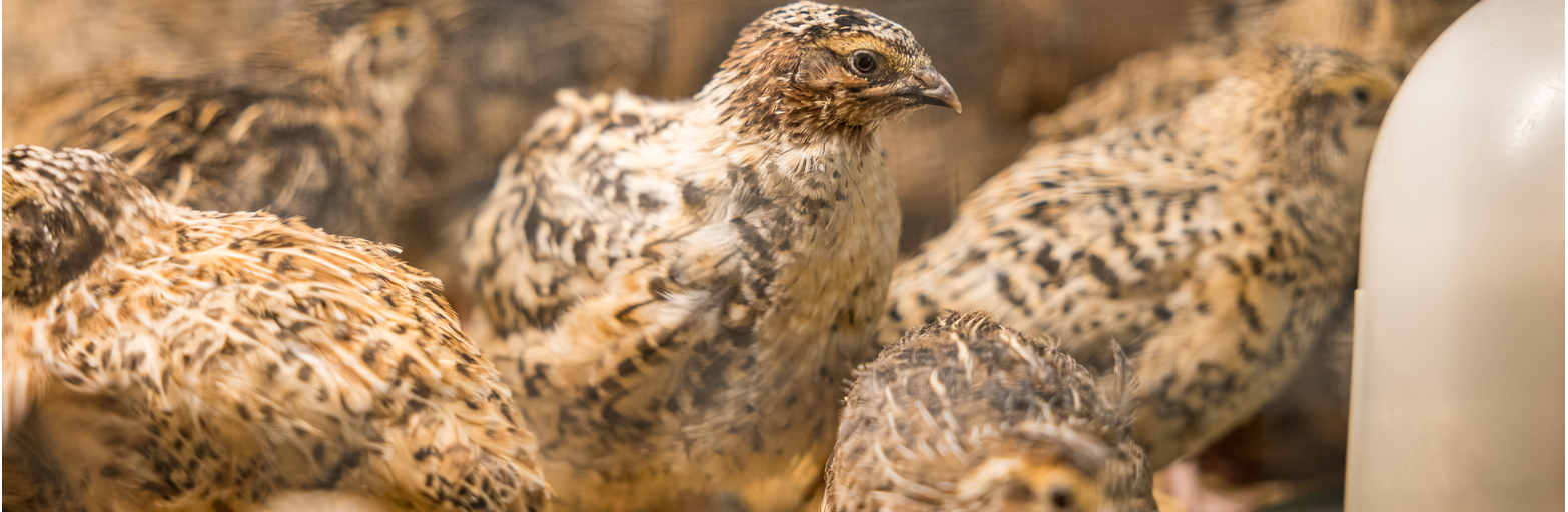 Präsentationsansicht der Firma Die kleine Farm