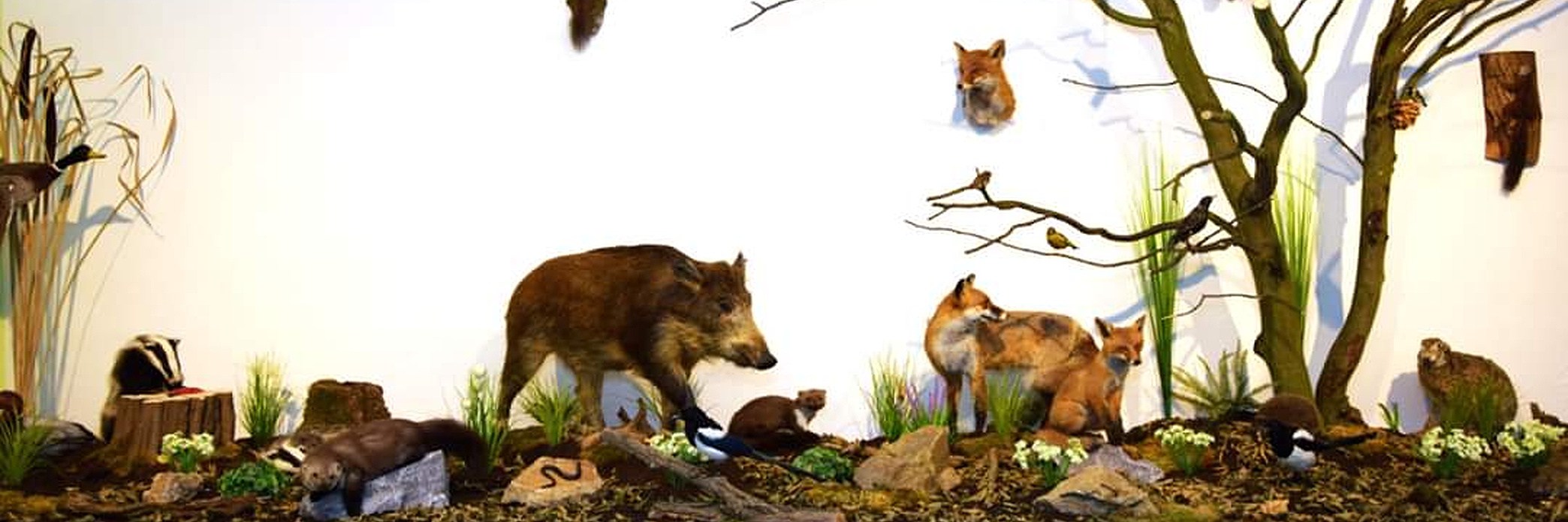 Präsentationsansicht der Firma Tierpräparator Waller Andreas