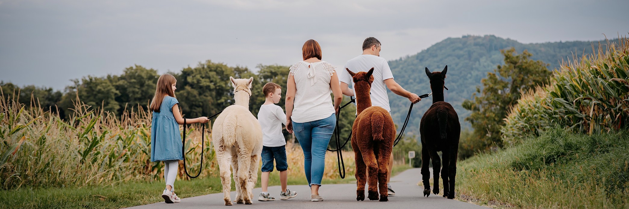 Präsentationsansicht der Firma Steintal Alpaka
