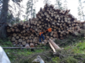 2. Bild / Holz Streussnig Holzhandel, Sägewerk & Forstservice