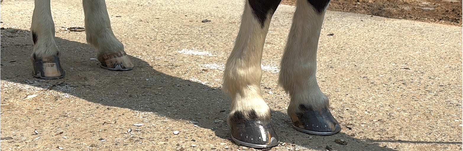 Präsentationsansicht der Firma M&M Huftechnik Matthias Hasshold