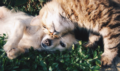 2. Bild / Cat's & Dog's Tiernahrungs-Boutique